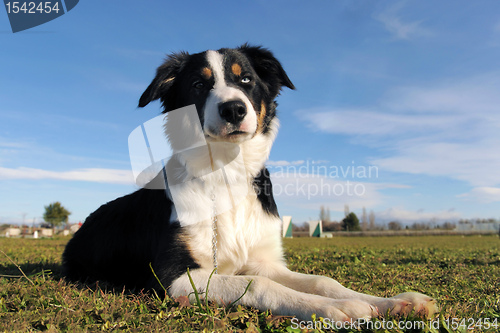 Image of border collie