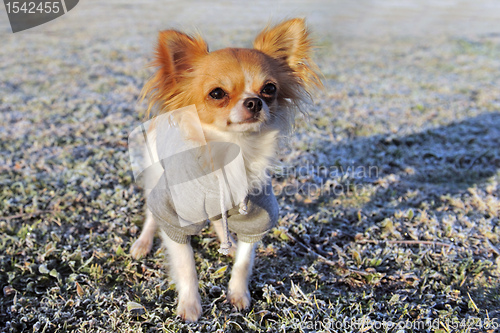 Image of dressed chihuahua in winter