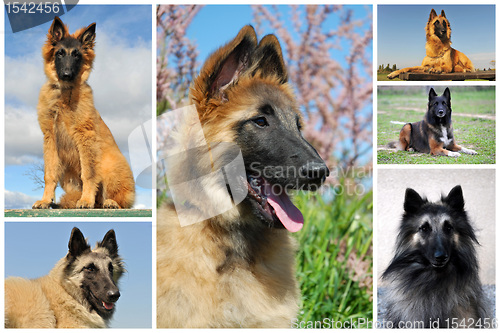 Image of belgian shepherd tervueren