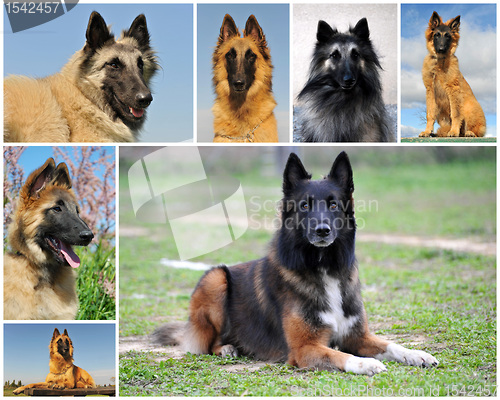 Image of belgian shepherd tervueren