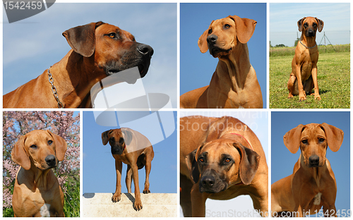 Image of rhodesian ridgeback