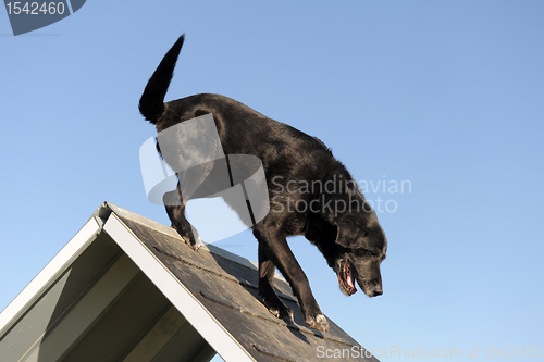 Image of senior labrador retriever in agility