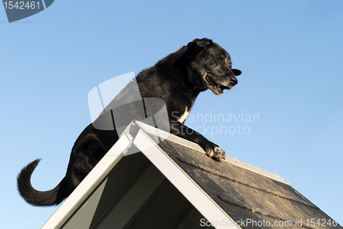 Image of old labrador retriever in agility