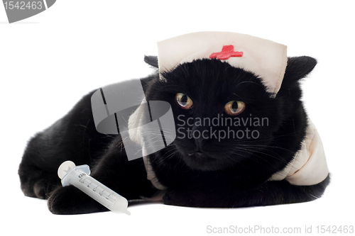 Image of doctor cat