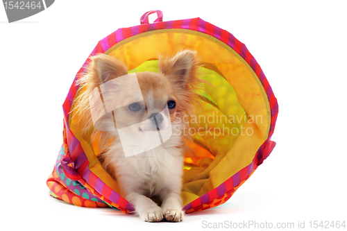 Image of chihuahua in a colorful bed