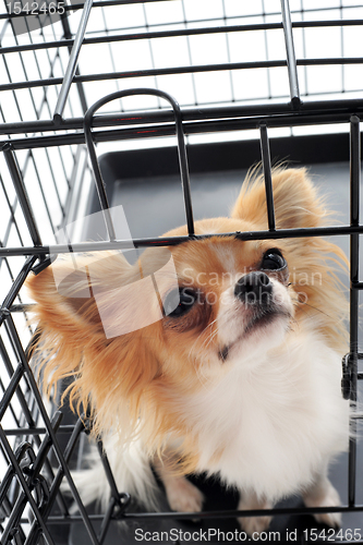 Image of chihuahua in kennel