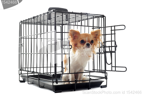 Image of chihuahua in kennel