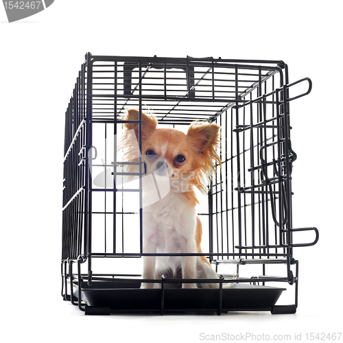 Image of chihuahua in kennel