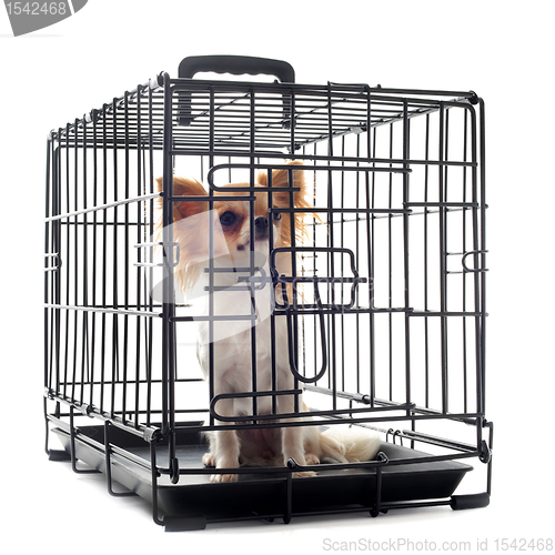 Image of chihuahua in kennel