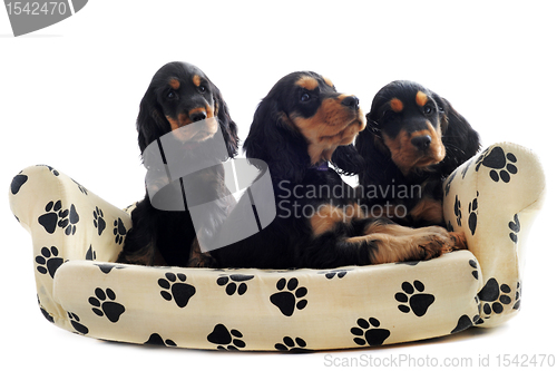 Image of puppies english cocker