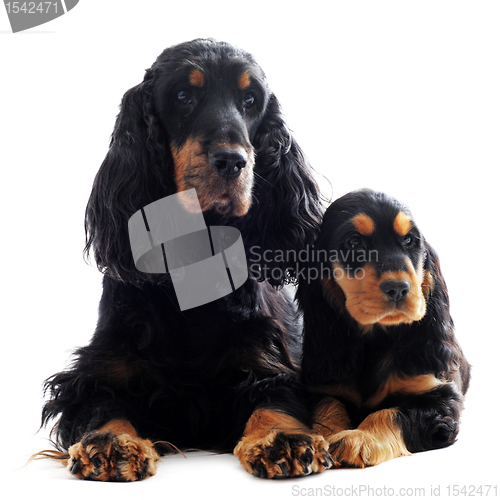 Image of puppy and adult english cocker