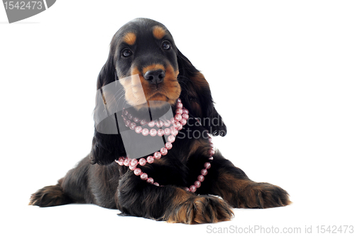 Image of puppy english cocker