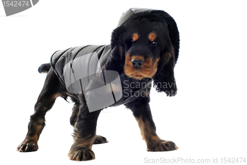 Image of dressed cocker spaniel