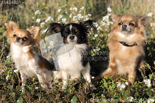 Image of three chihuahua