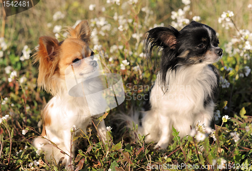 Image of two chihuahua