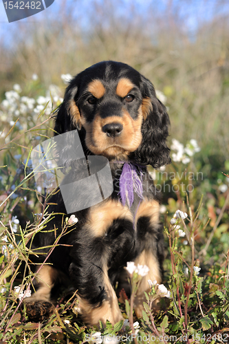 Image of puppy cocker spaniel