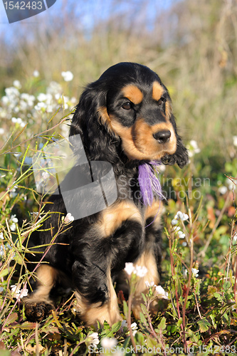 Image of puppy english cocker