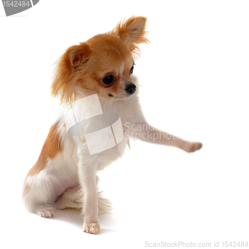 Image of puppy chihuahua and paw