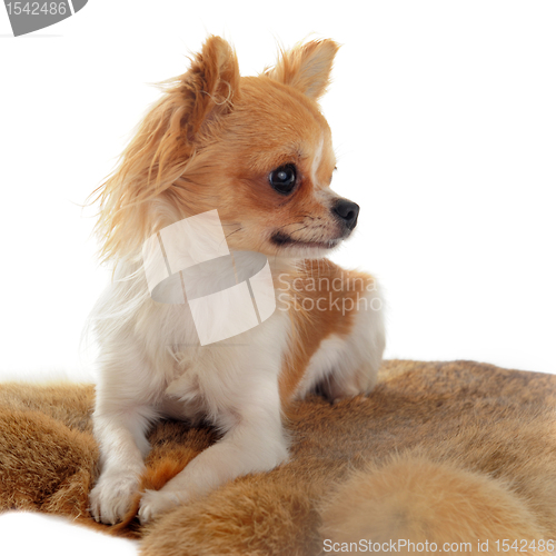 Image of chihuahua on a fur
