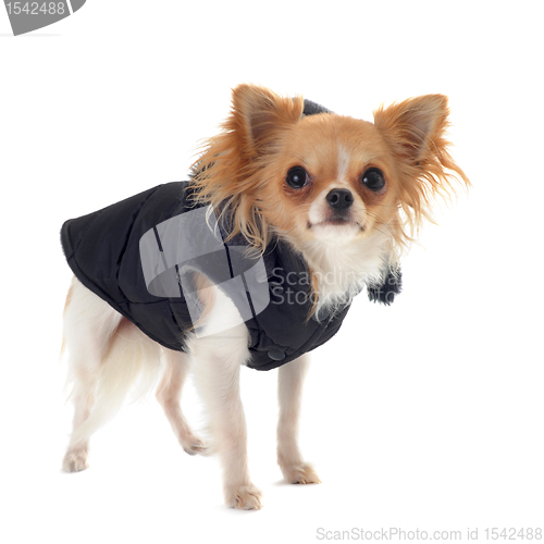 Image of dressed chihuahua