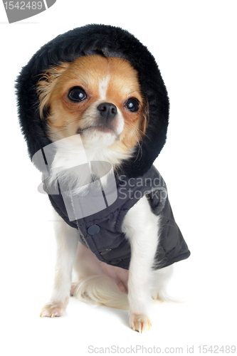 Image of dressed chihuahua