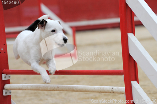 Image of jack russel terrier in agility