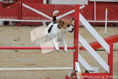 Image of beagle in agility