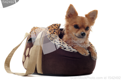 Image of travel bag and chihuahua