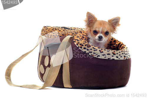 Image of travel bag and chihuahua