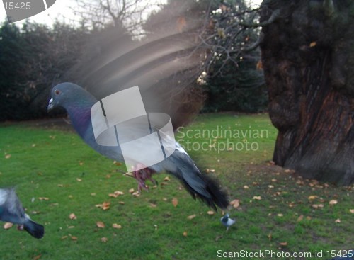 Image of PIGEON 2