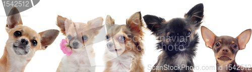 Image of group of  chihuahua