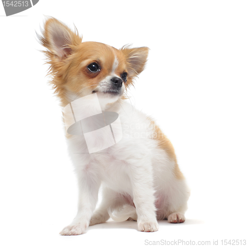 Image of puppy chihuahua