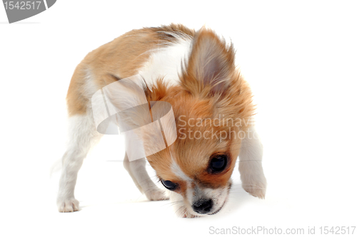 Image of puppy chihuahua