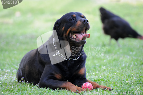 Image of rottweiler and ball