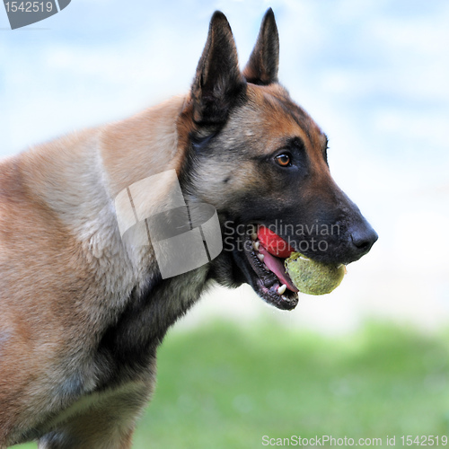 Image of malinois and balls