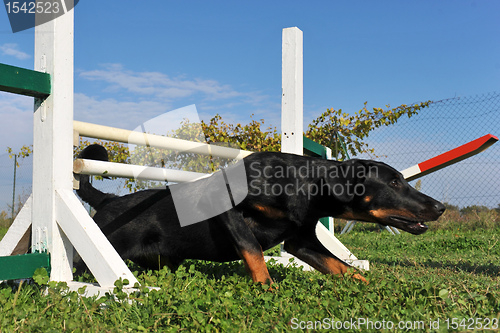 Image of puppy beauceron in agility