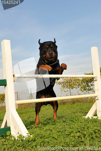 Image of rottweiler in agility