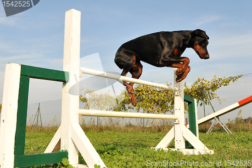 Image of doberman in agility