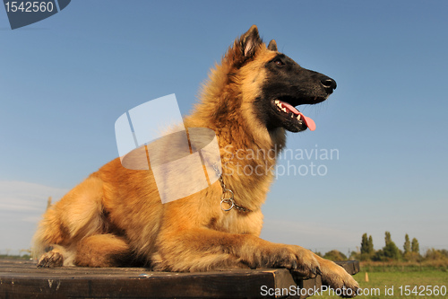 Image of belgian shepherd tervueren