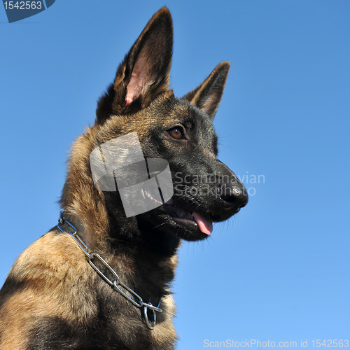 Image of puppy malinois