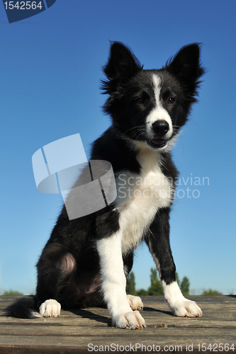 Image of puppy border collie