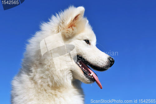 Image of puppy samoyed dog