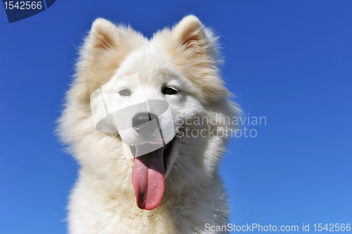 Image of puppy samoyed dog