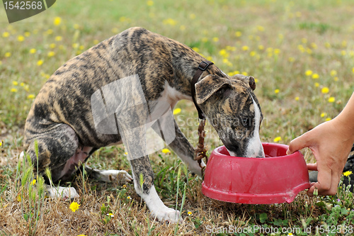 Image of drinking puppy whippet