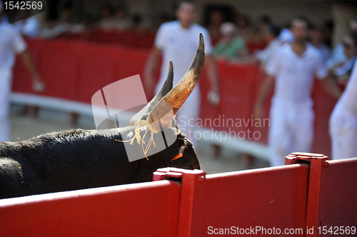 Image of horns of bull