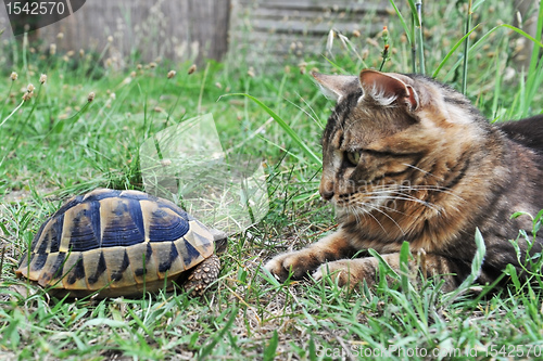 Image of Tortoise and cat