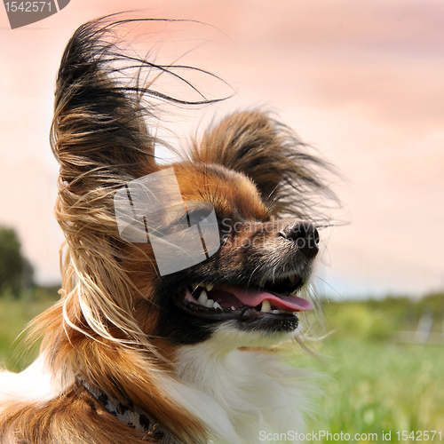 Image of papillon dog