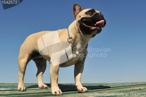 Image of french bulldog 