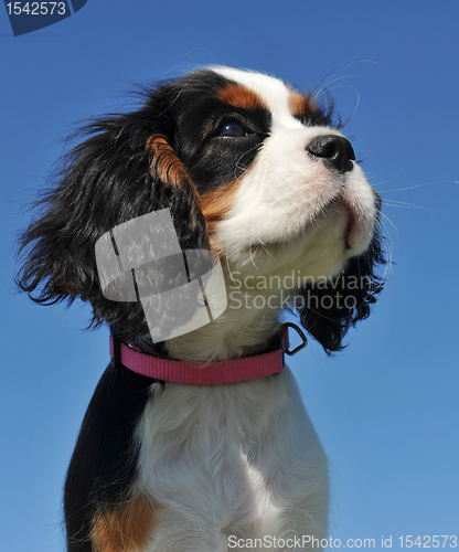 Image of puppy cavalier king charles
