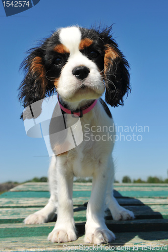 Image of puppy cavalier king charles